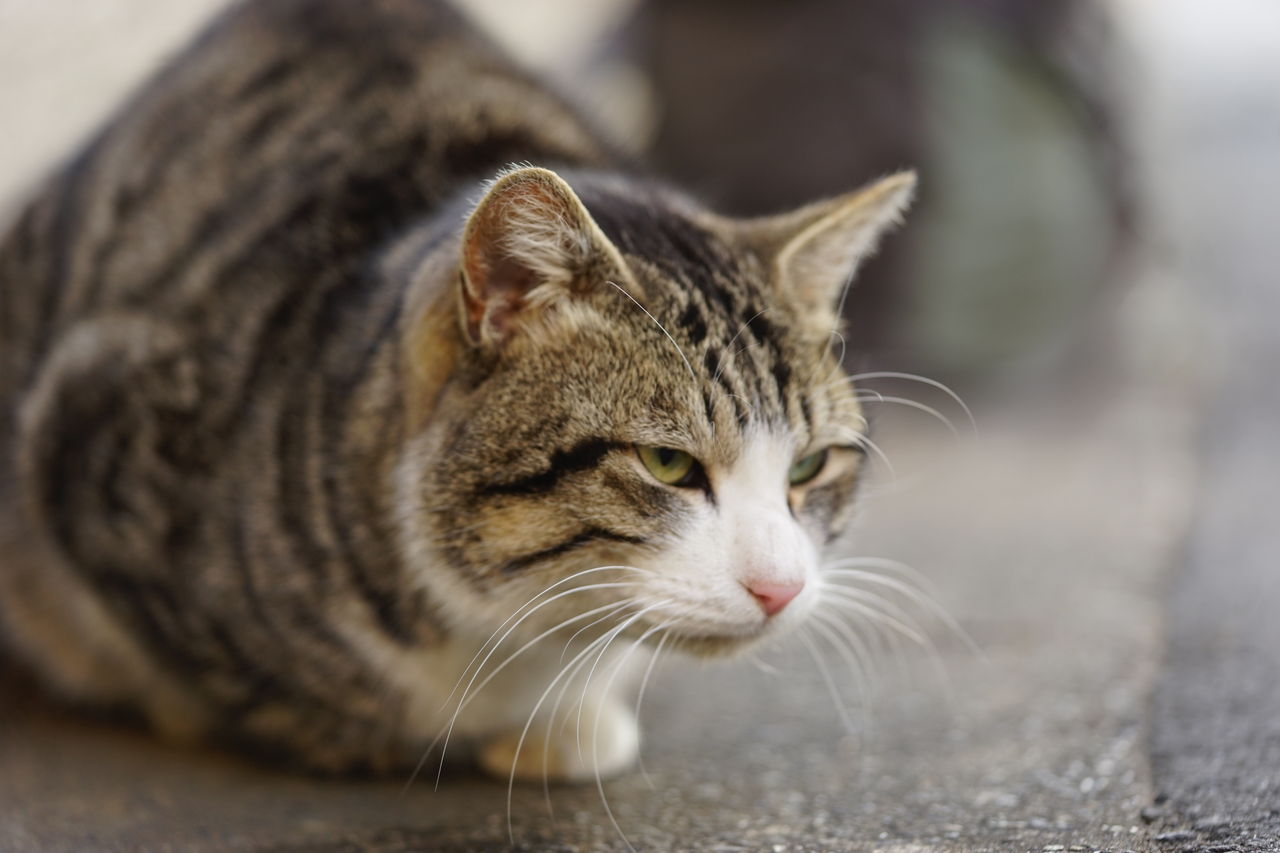 独断と偏見による猫の毛色性格診断 ねこかます