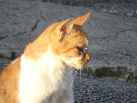 DSC00486