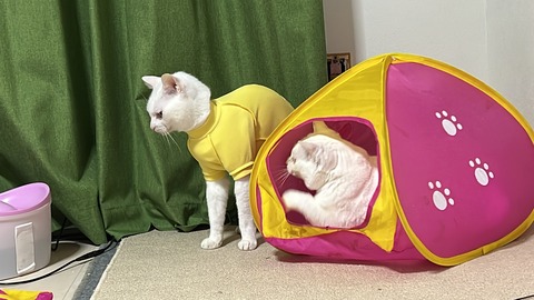 写真 2022-05-30 0 48 53