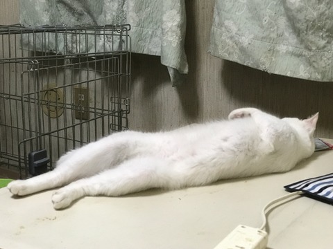 写真 2017-06-21 23 43 39