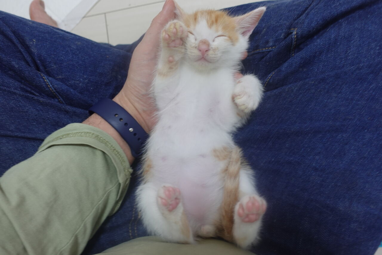 子猫それぞれの個性 2302 ねこかます