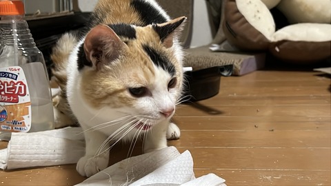 写真 2025-08-04 23 41 43