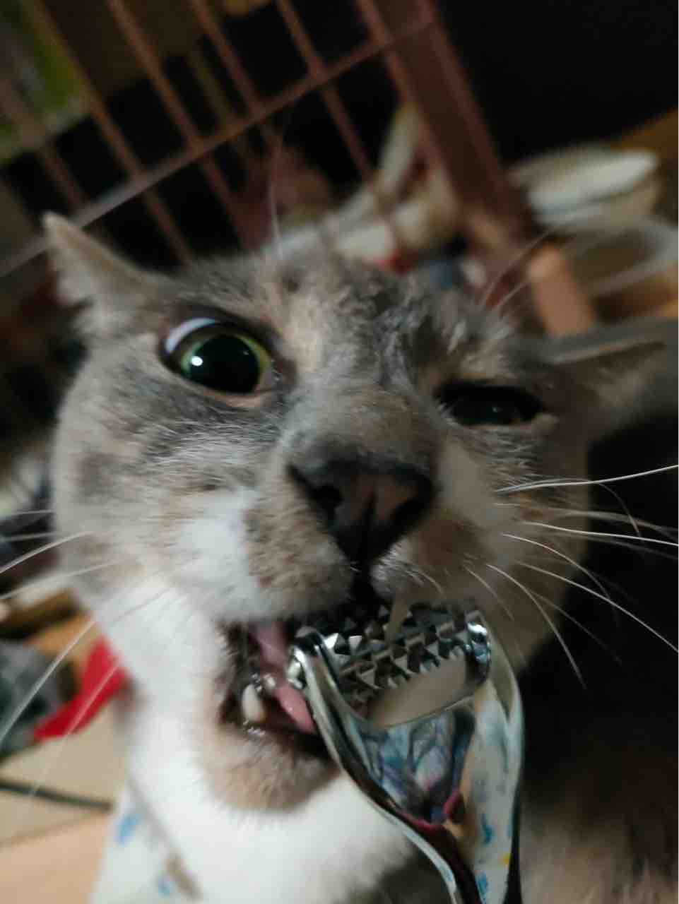 それでも猫は噛む 29 ねこかます それでも猫は噛む 29 ねこかます