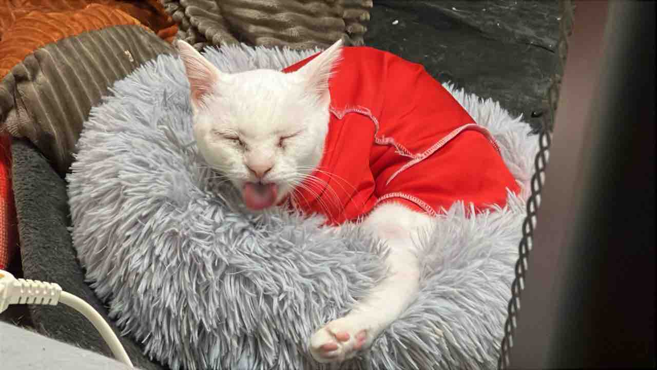 深水賀秀　ネコ 8月15日(木)18時より抽選開始】【もうこやま】どしゃぶり三毛猫が登場