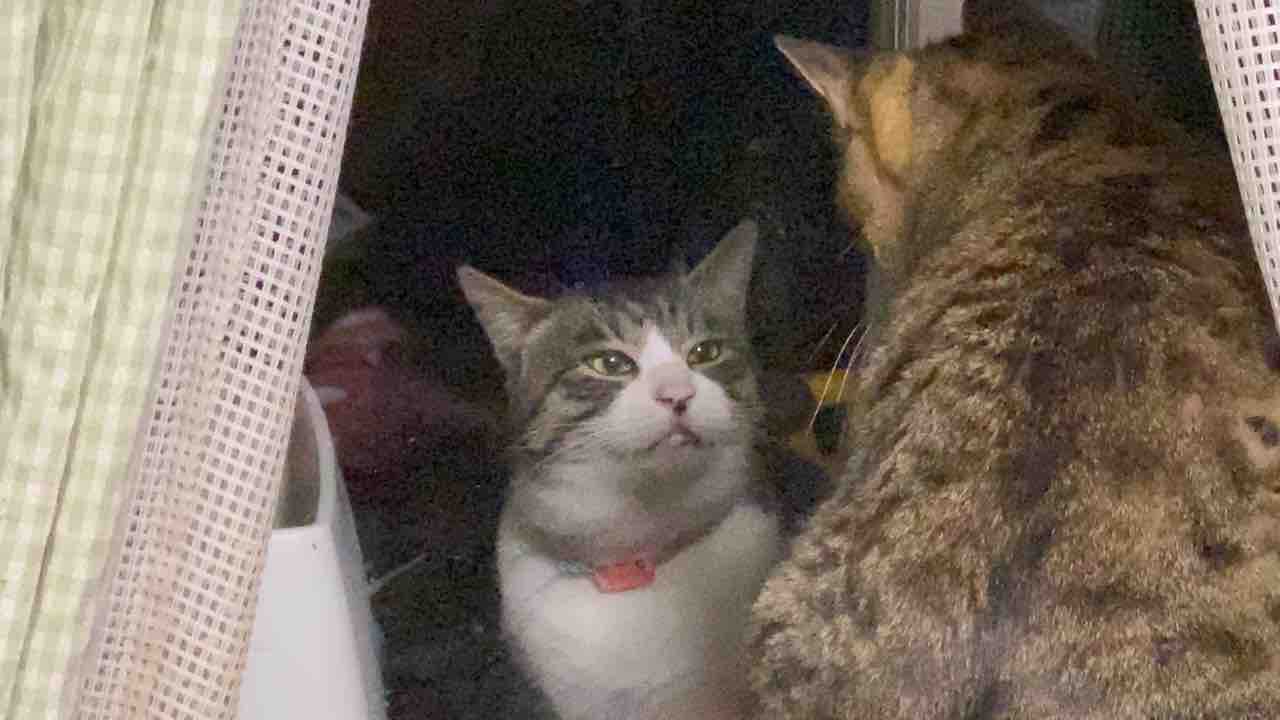 毎晩訪れる猫 1121 ねこかます