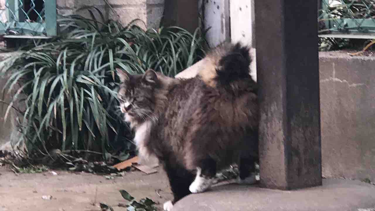 因縁の猫親子 ねこかます