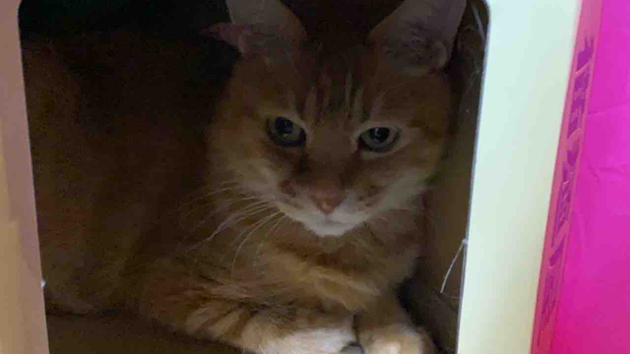ねこかます ねこかます