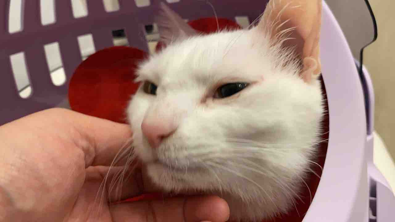 愛情の濃淡 ねこかます
