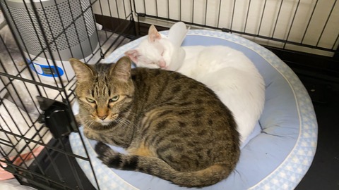 写真 2021-05-22 6 26 57