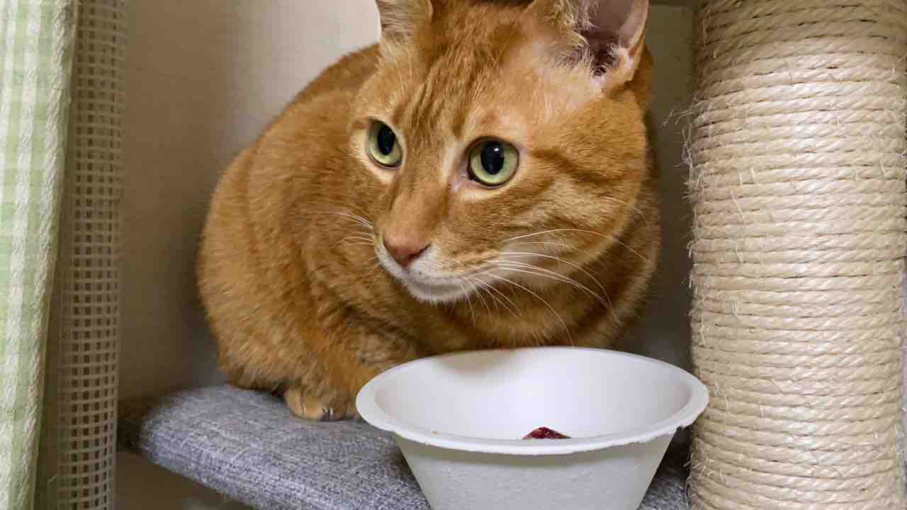 猫と馬刺し 0318 ねこかます