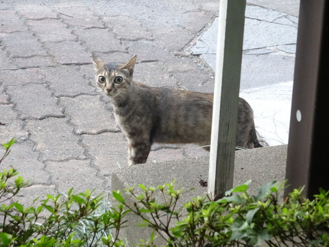 DSC00588