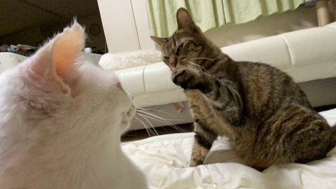 写真 2020-10-16 19 39 06