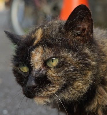 猫の相 老猫編 ねこかます 猫の相 老猫編 ねこかます