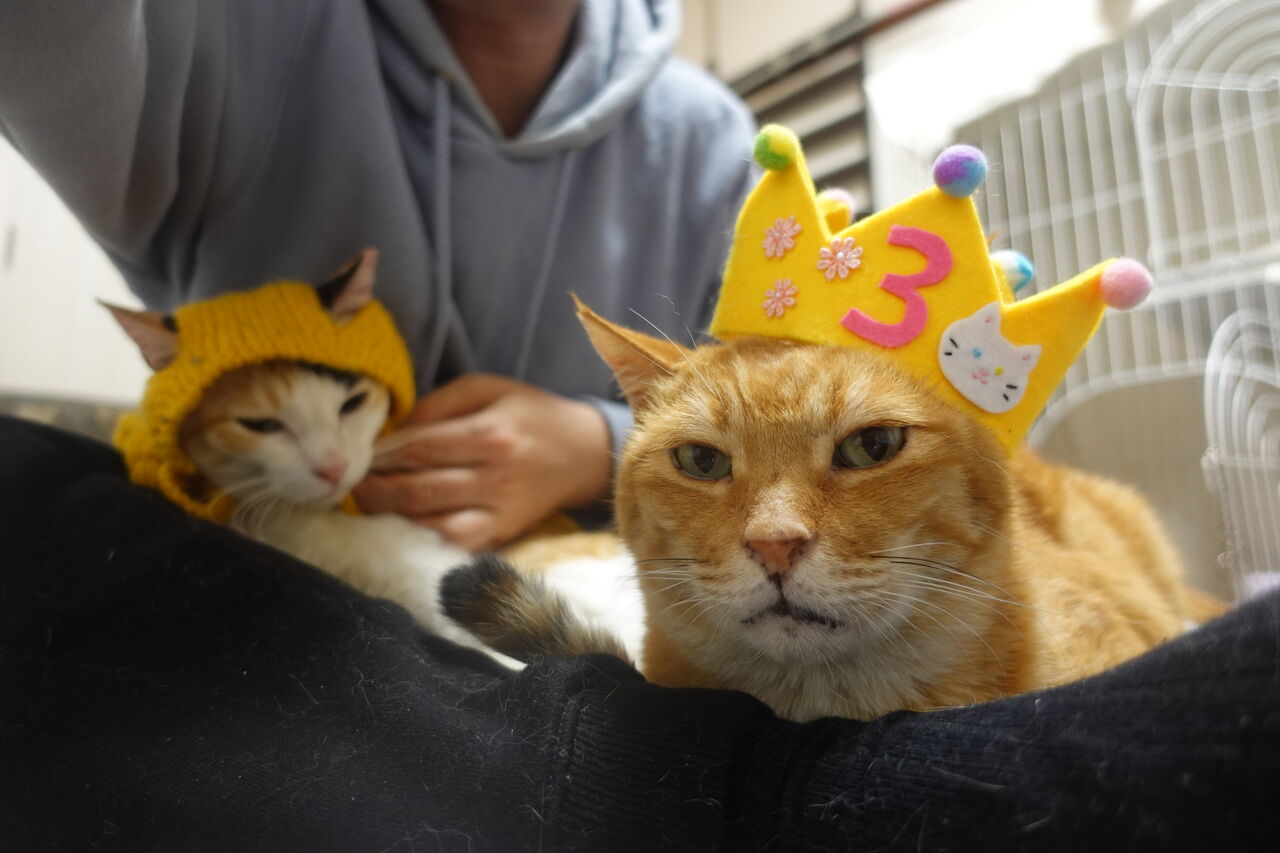 病弱オス三毛猫 検診に行く ねこかます 病弱オス三毛猫 検診に行く ねこかます