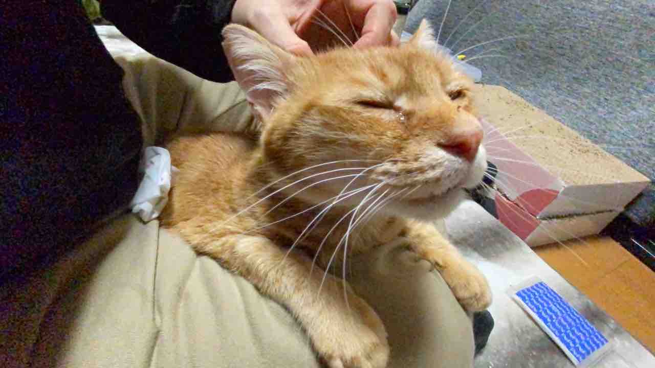 ねこかます ねこかます