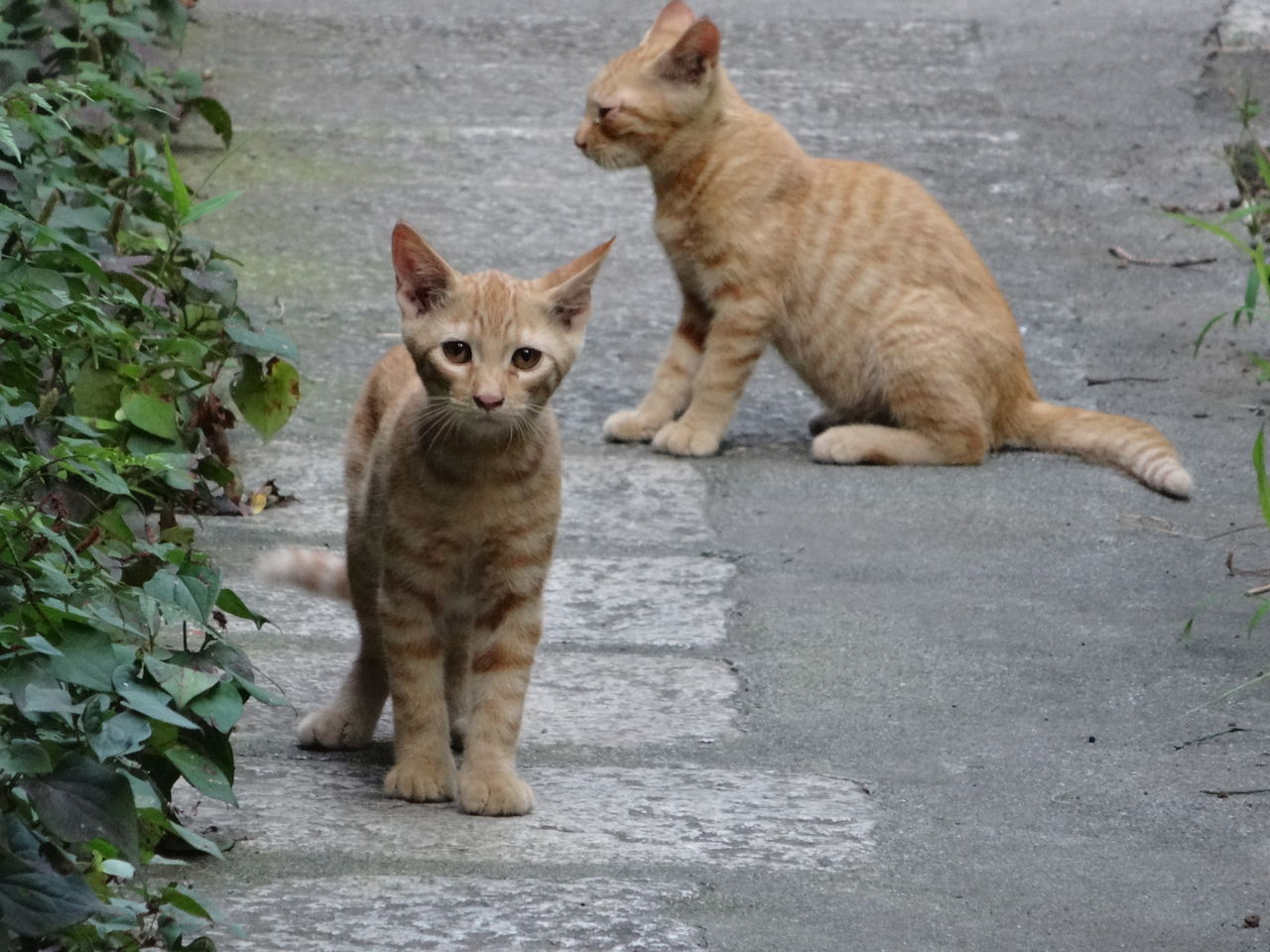 野生の茶トラ子猫兄弟 ねこかます