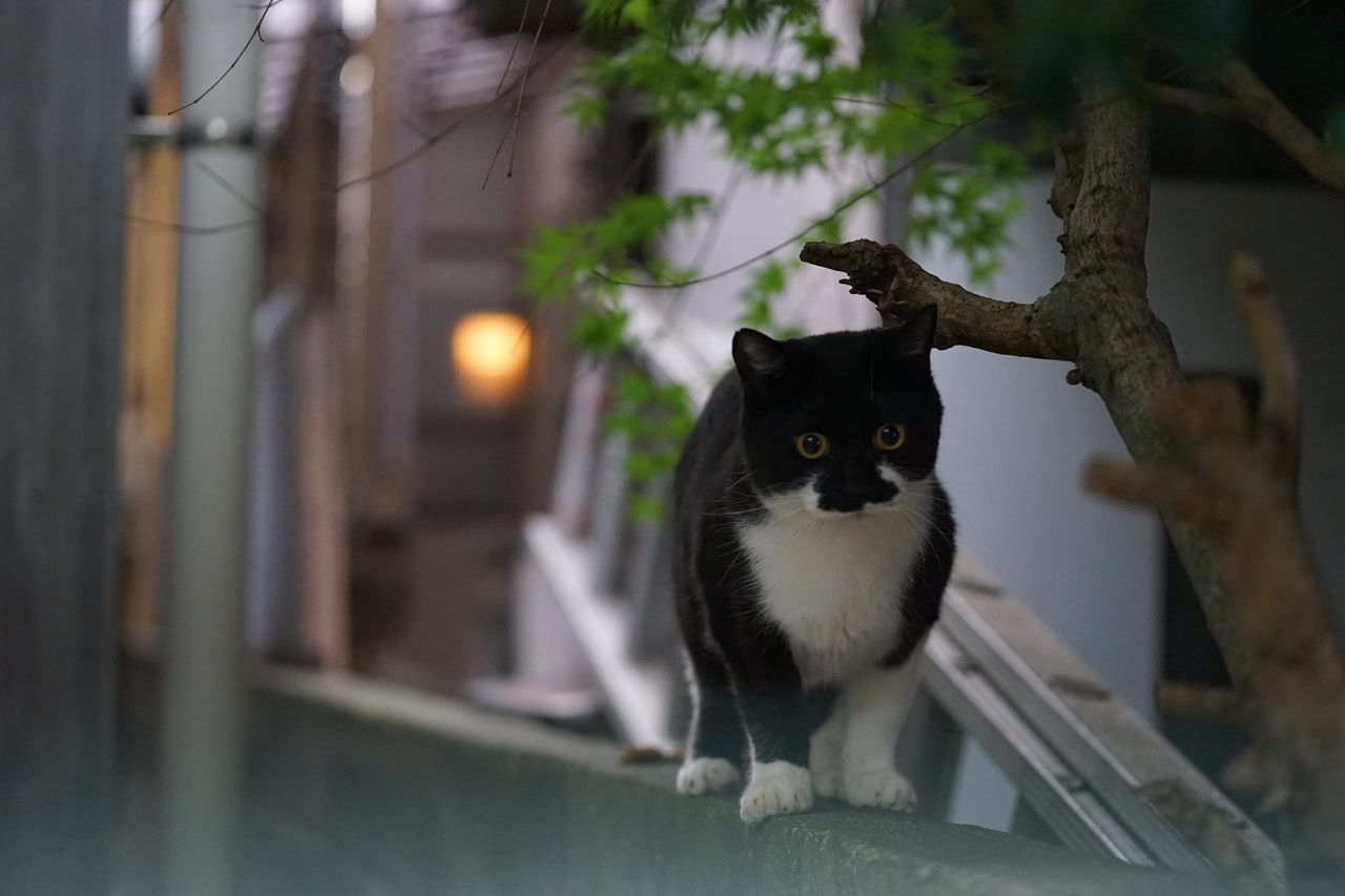 時雉の義兄弟の兄猫 チビ ねこかます 時雉の義兄弟の兄猫 チビ ねこかます