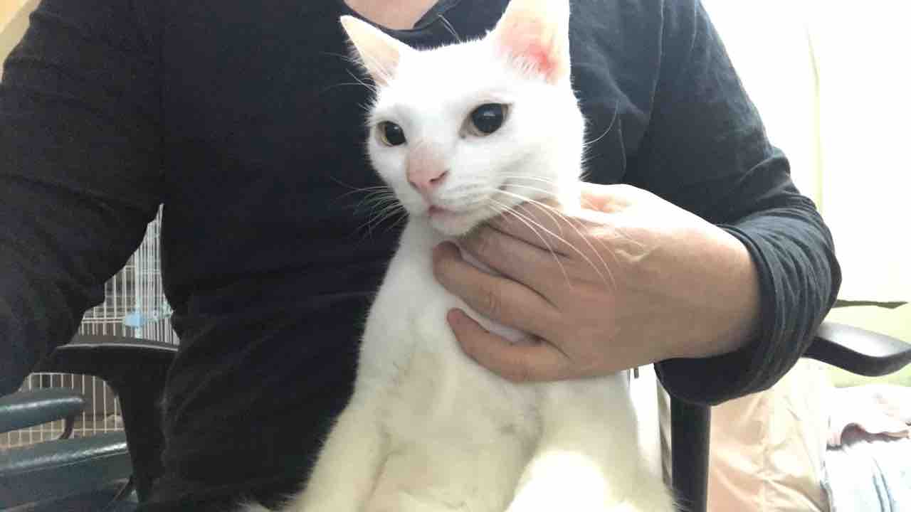 謝りに来る猫 ねこかます 謝りに来る猫 ねこかます