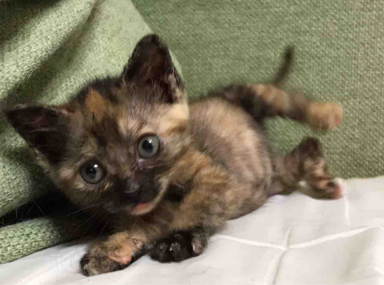 子猫へのおもちゃの動かし方 ねこかます 子猫へのおもちゃの動かし方 ねこかます