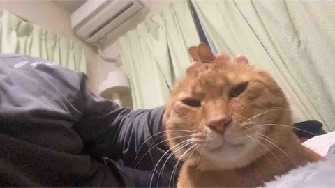 頭が子猫の反抗期 ねこかます