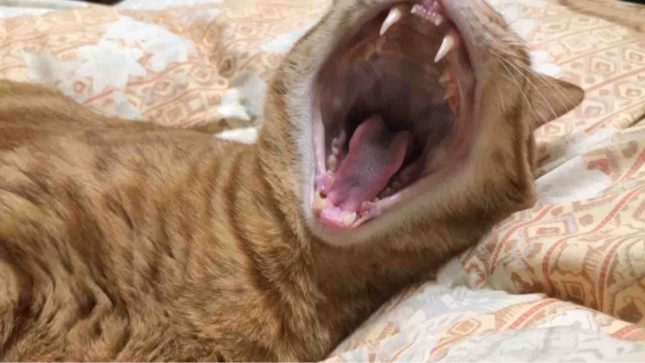 虎の末裔 ねこかます