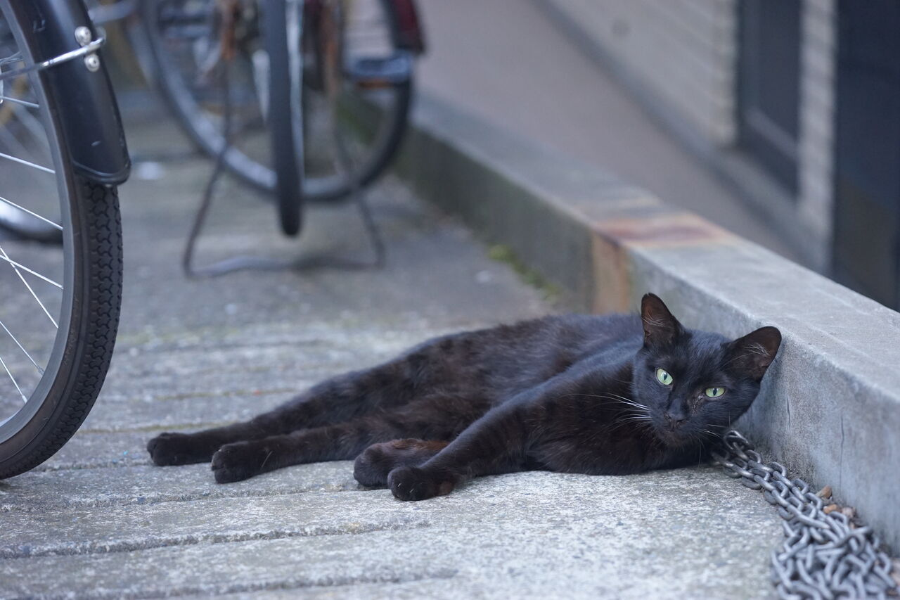 猫マッハパンチの一族 29 ねこかます