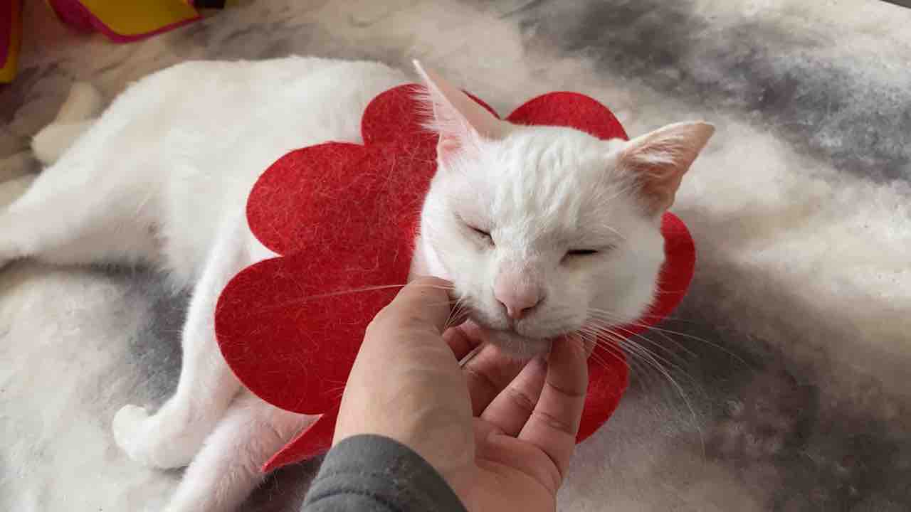 猫の触覚 ねこかます 猫の触覚 ねこかます