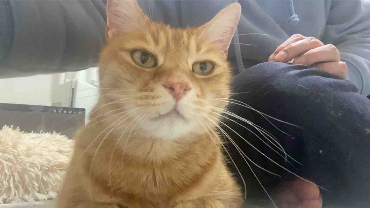 野良と家猫の目の違い ねこかます