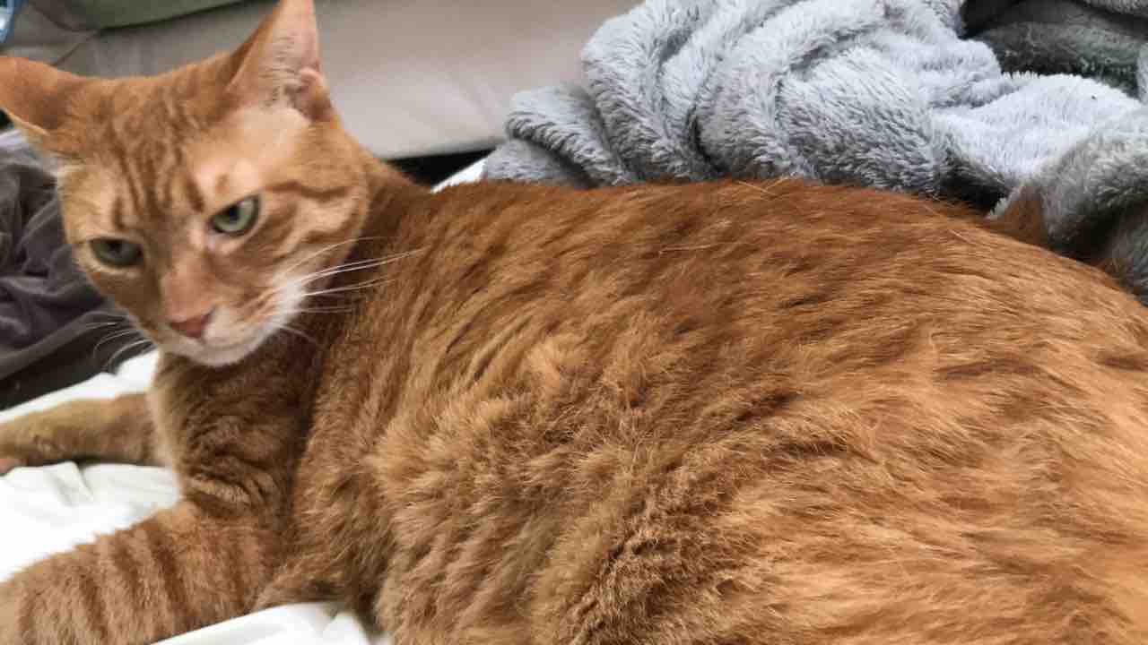 しっぽで遊んでくれる猫 20190605 ねこかます