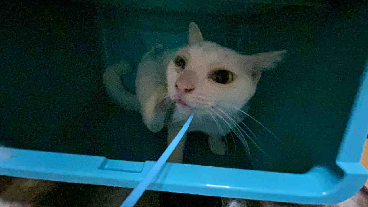 収納ボックス 猫の住処となる 0103 ねこかます