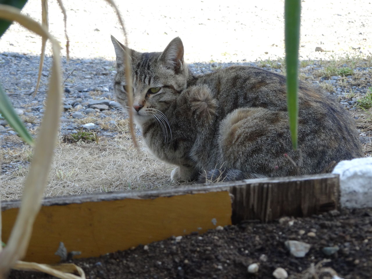 ジト目猫 ねこかます