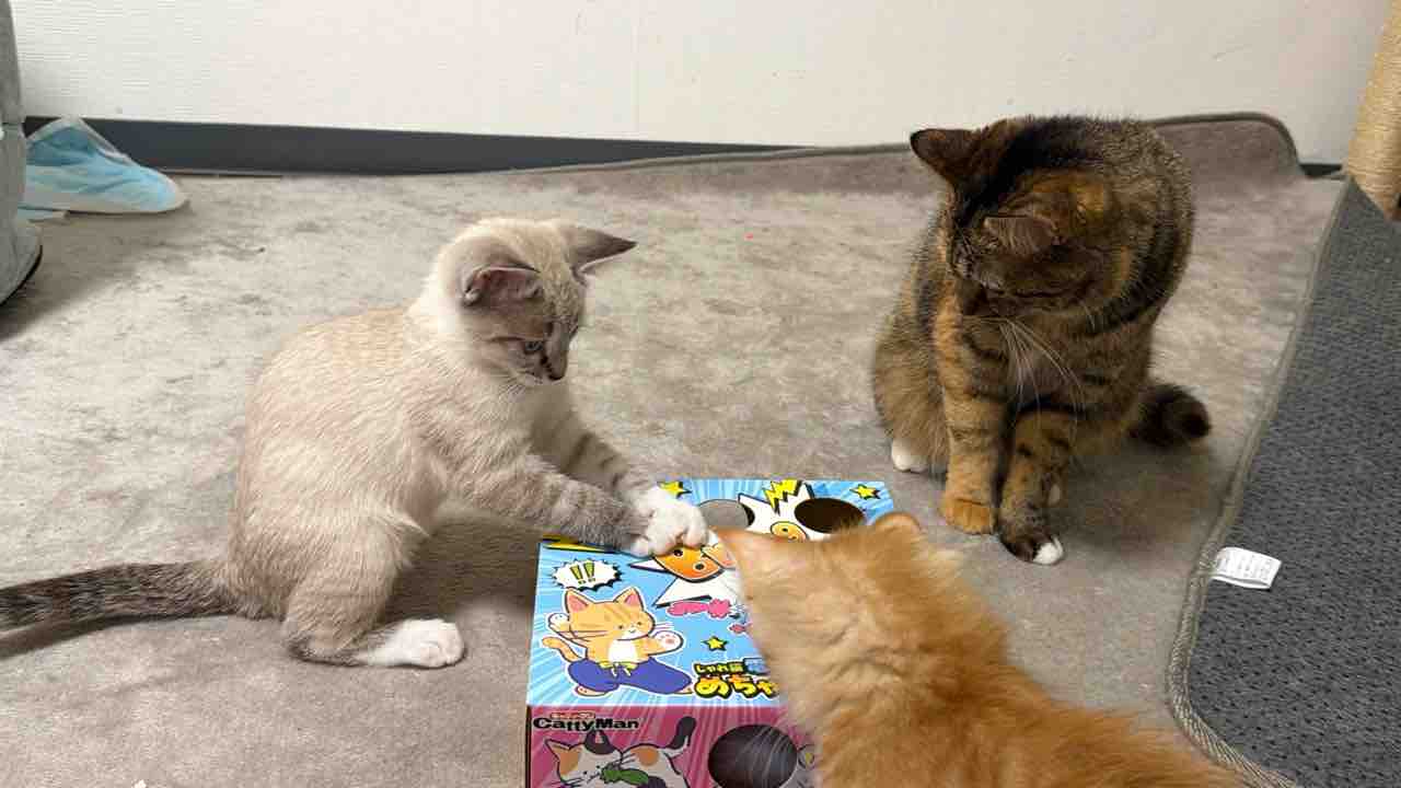 お姉ちゃん猫の葛藤 20260526 : ねこかます