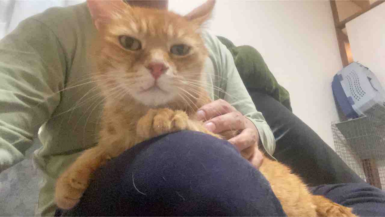 膝上好きの猫たち ねこかます 膝上好きの猫たち ねこかます
