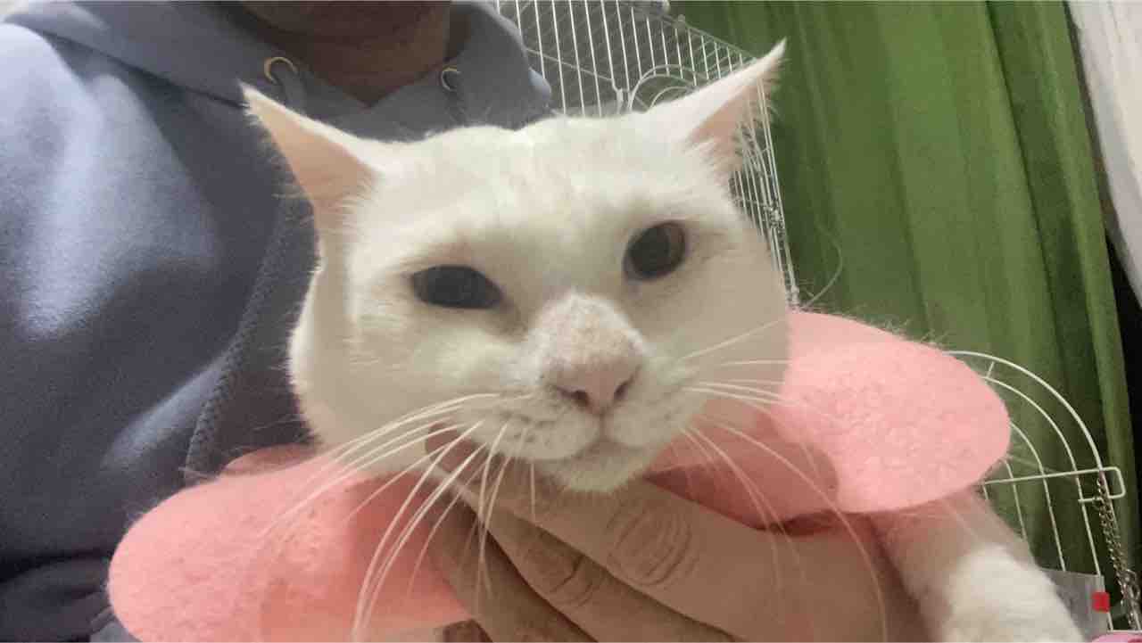 猫の困った癖 ねこかます 猫の困った癖 ねこかます