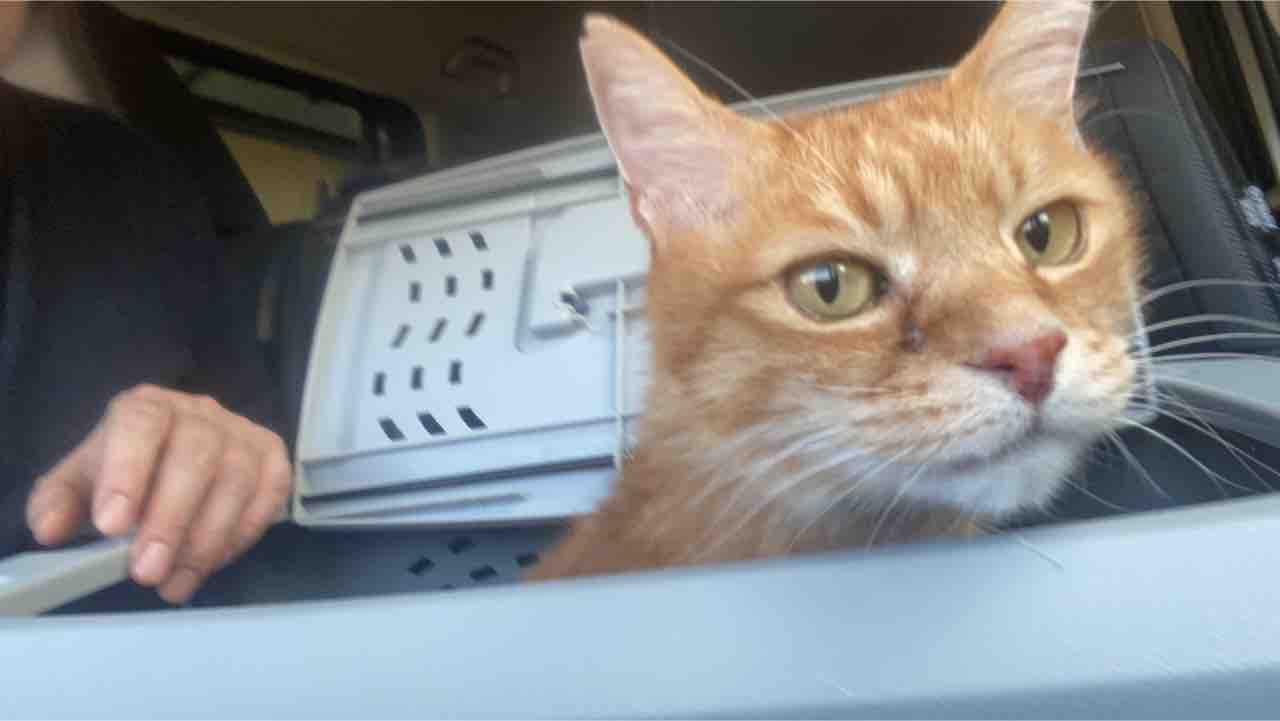 猫と車と 20210605 : ねこかます