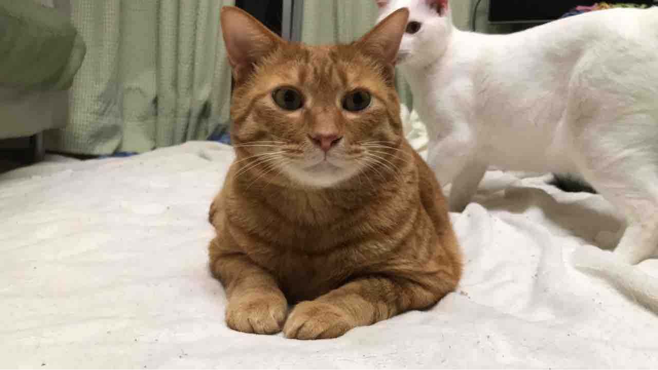 お行儀良い猫悪い猫 ねこかます