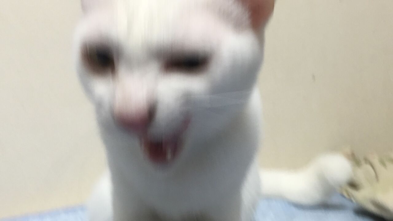 シャー する猫しない猫 2506 ねこかます