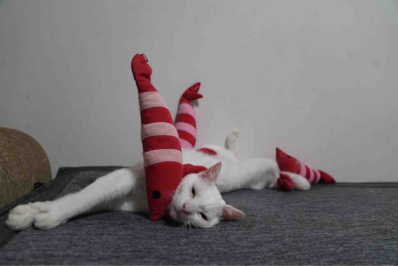 汚い話で恐縮ですが 1111 ねこかます 汚い話で恐縮ですが 1111 ねこかます