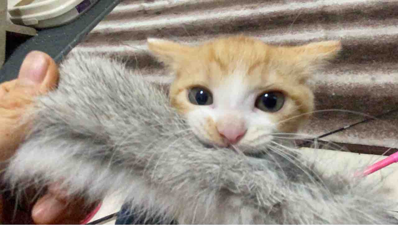 猫見分けクイズ 茶白柄編 2807 ねこかます