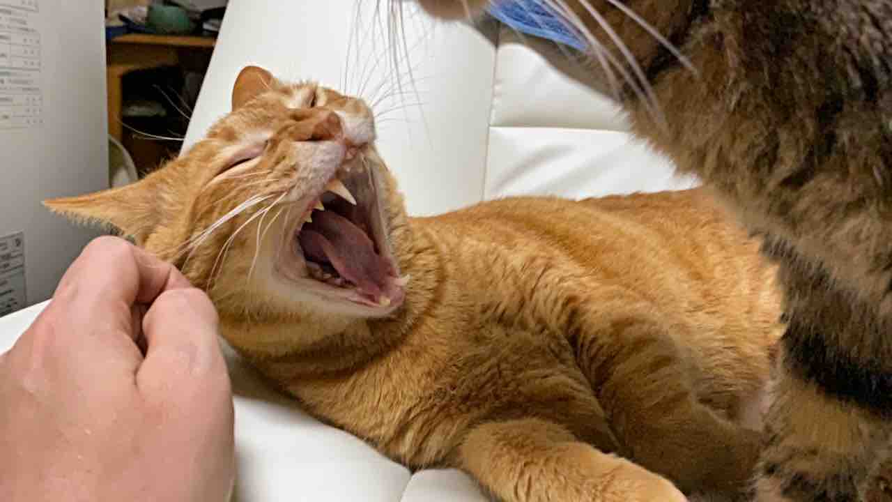 猫の食の好み 01 ねこかます 猫の食の好み 01 ねこかます