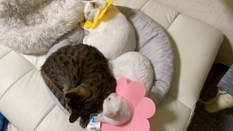 写真 2021-01-08 0 33 24