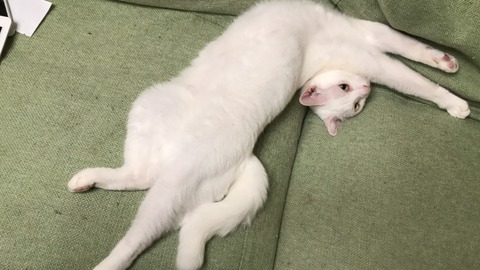 写真 2018-08-04 23 53 23