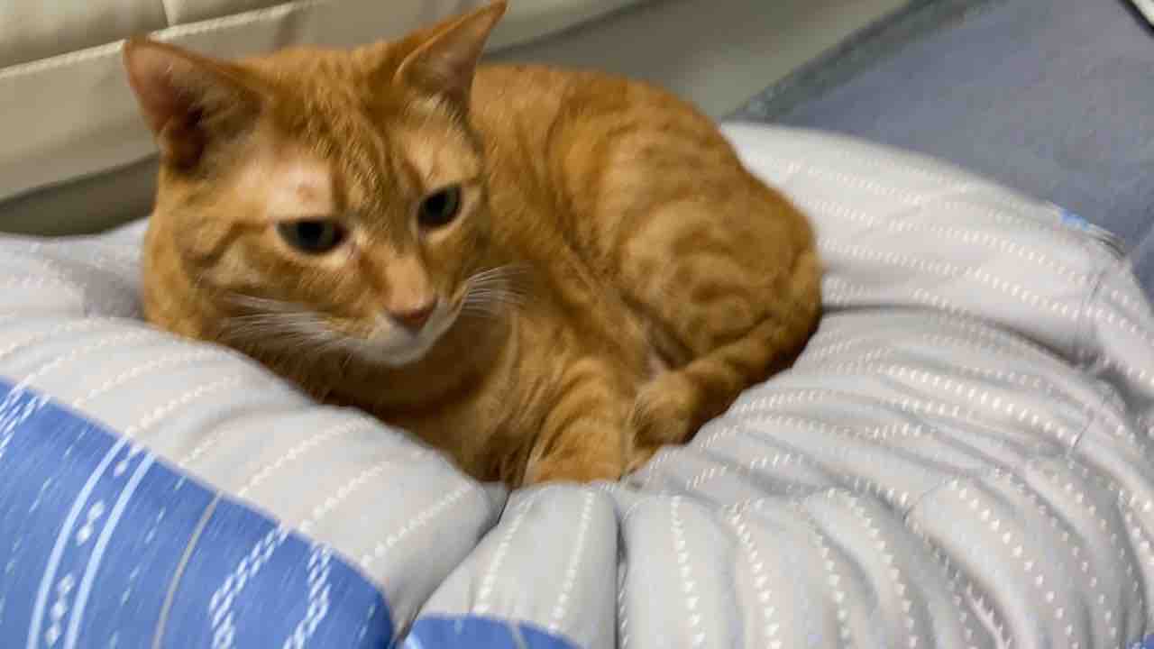 しっぽで人間をあやす猫たち 0804 ねこかます しっぽで人間をあやす猫たち 0804 ねこかます