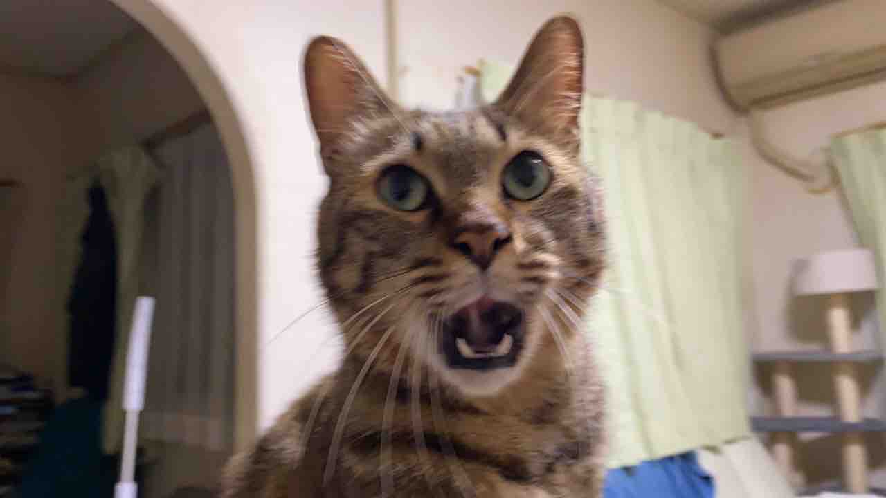 オス三毛猫 えぐいフレーメン反応を見せる 0218 ねこかます