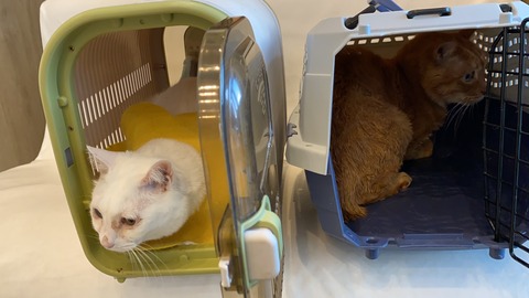 写真 2021-02-22 16 34 56