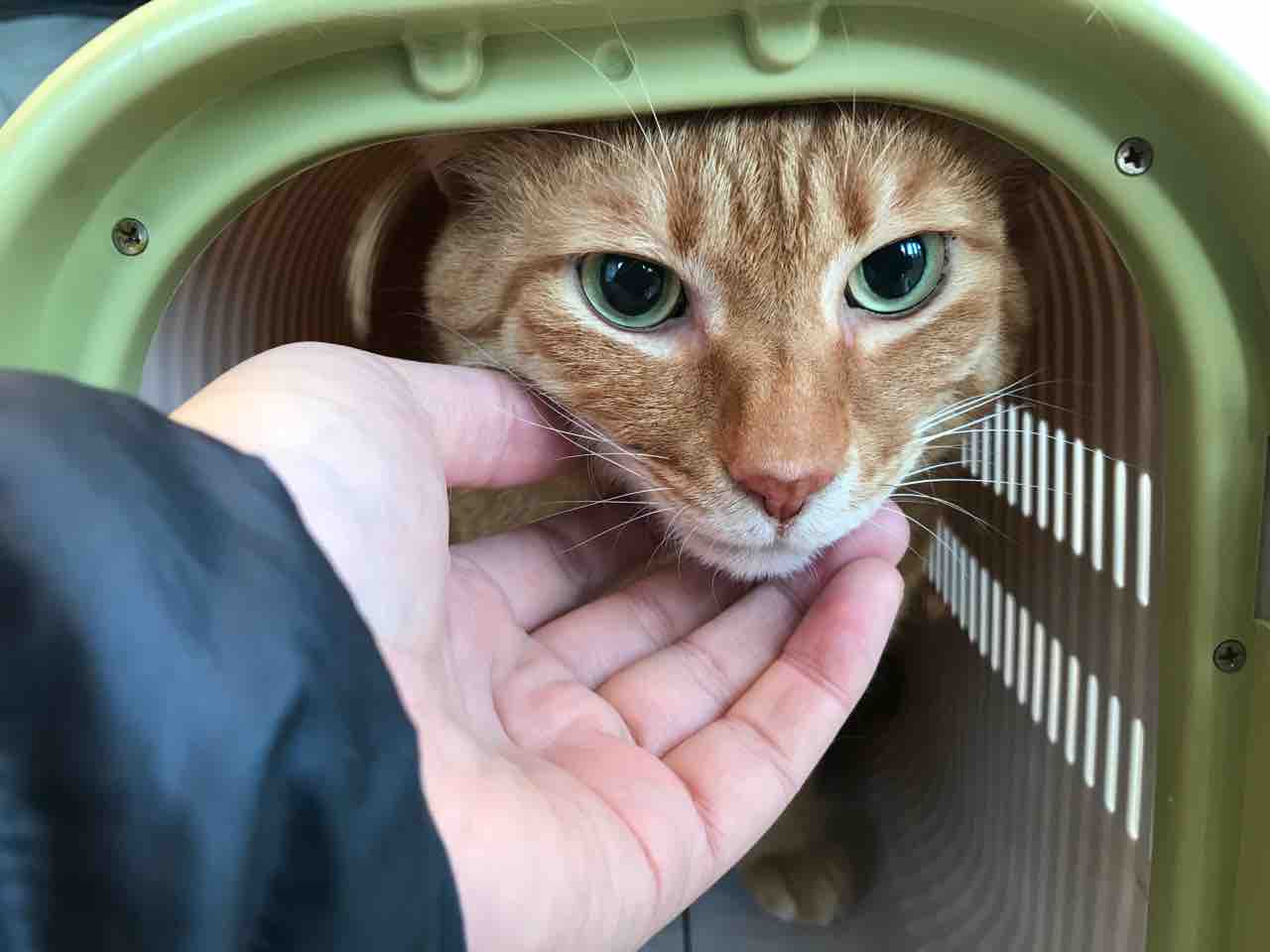 猫の便秘 ねこかます 猫の便秘 ねこかます