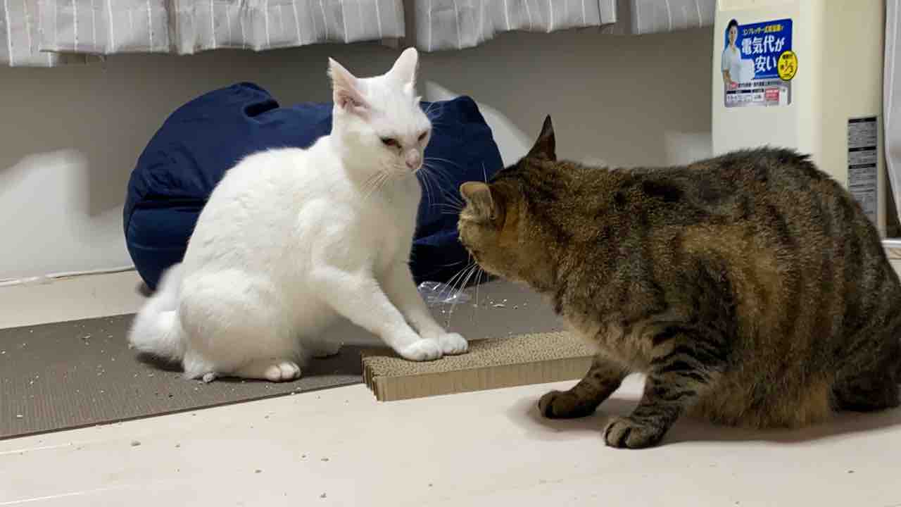 いつものじゃれあい イン 猫部屋 0411 ねこかます いつものじゃれあい イン 猫部屋 0411 ねこかます