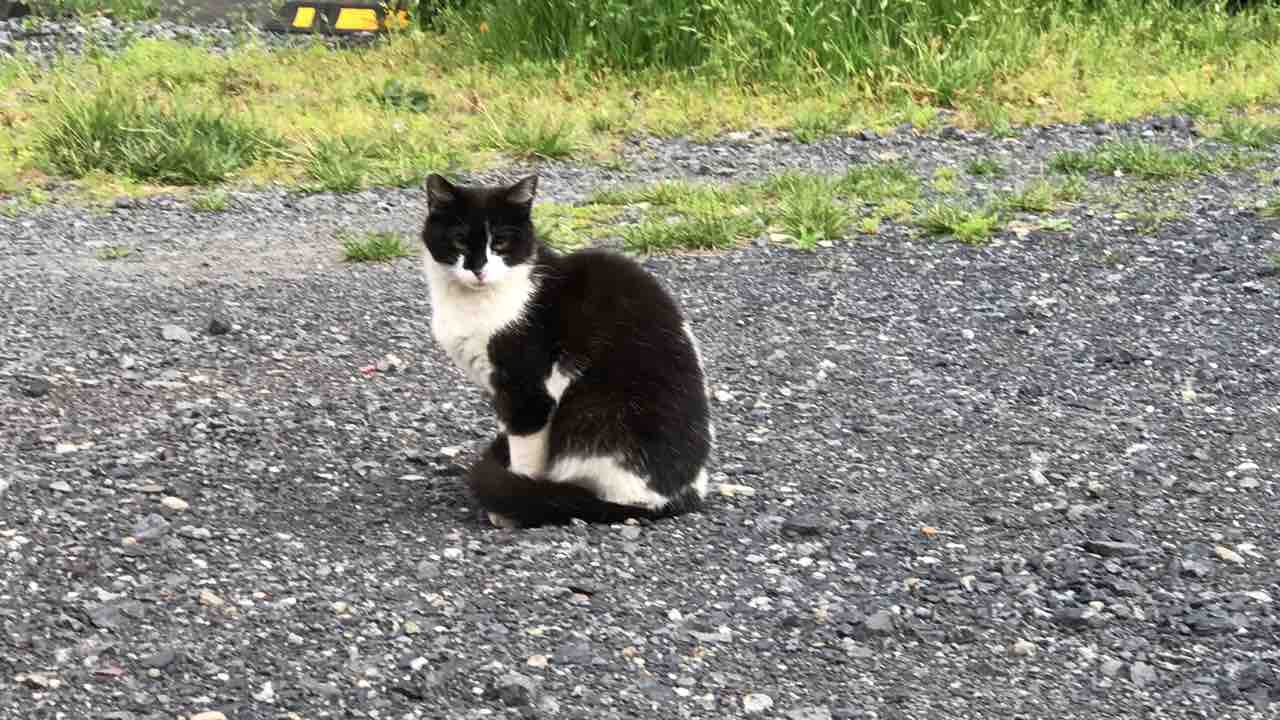 連休も猫 20190505 : ねこかます