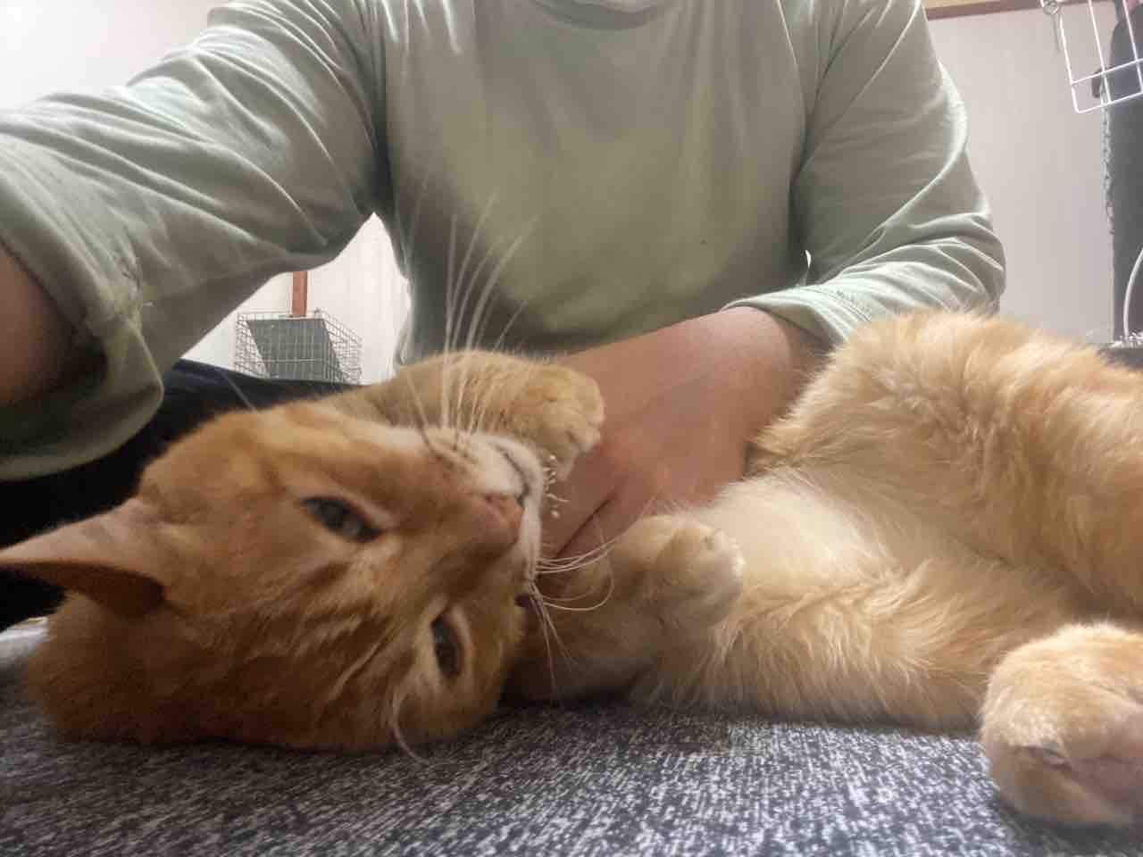 腎不全のボス猫と夏 2109 ねこかます