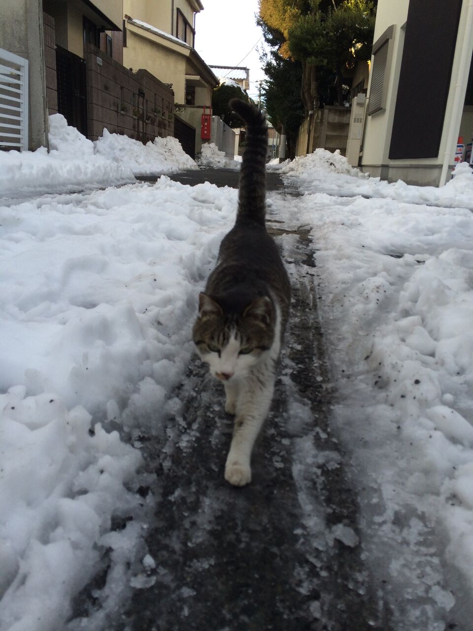 野良ボス猫の誕生日 20250406 : ねこかます 野良ボス猫の誕生日 20250406 : ねこかます